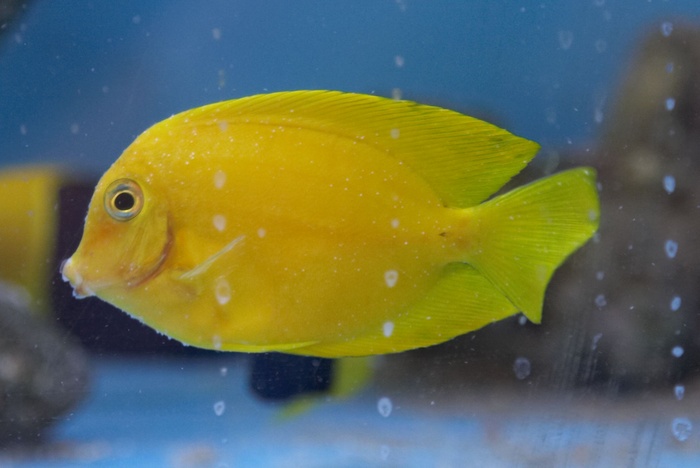 Acanthurus olivaceus.3.jpg