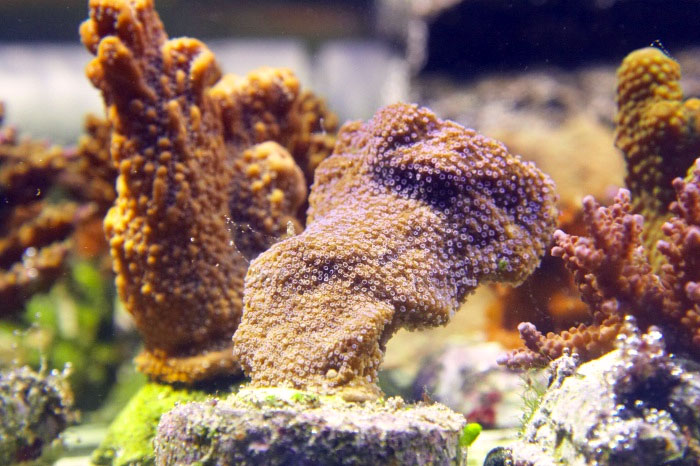 Montipora.21.jpg