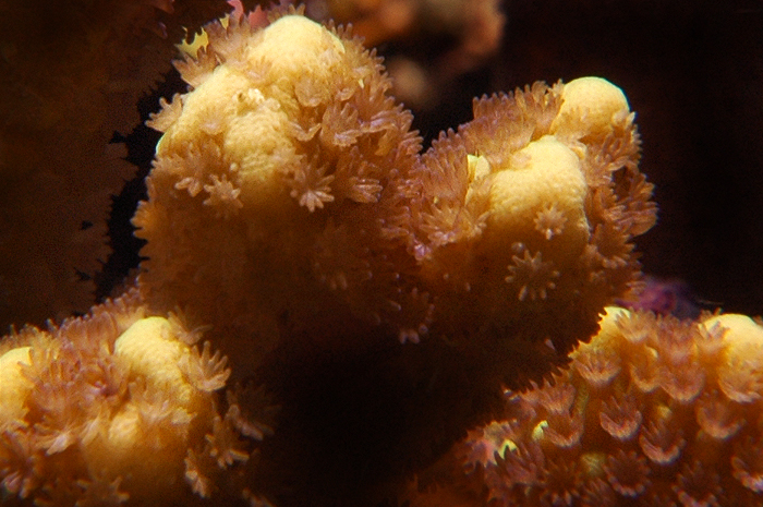 Montipora peltiformis.jpg