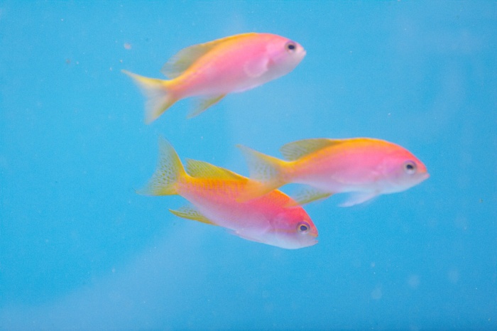 Pseudanthias.sp.3.jpg