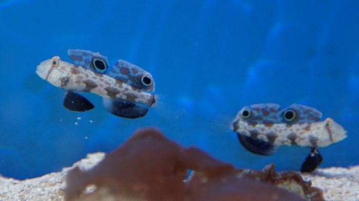 Signigobius biocellatus.20.jpg