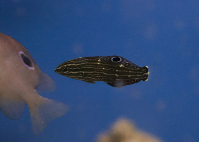 Amblygobius hectori.jpg