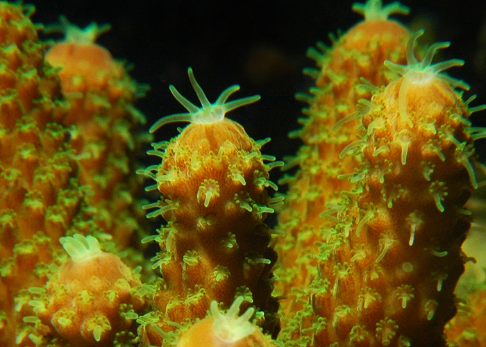 Acropora humilis.jpg