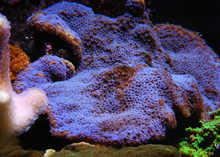 Montipora-blue1.jpg