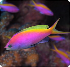 Pseudanthias bartelettorum02.jpg