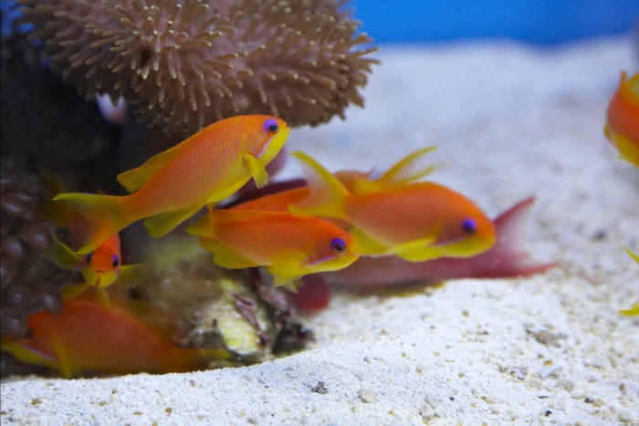 Pseudanthias squamipinnis.jpg