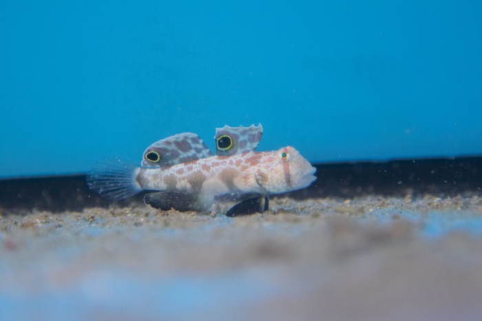 Signigobius biocellatus.jpg