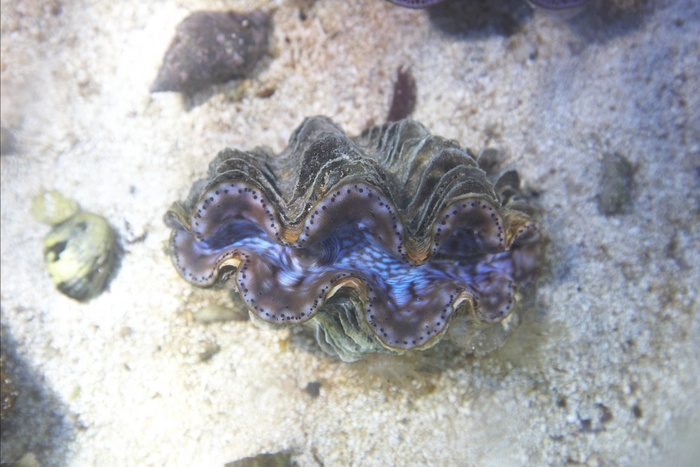 Tridacna.Maxima.10.jpg