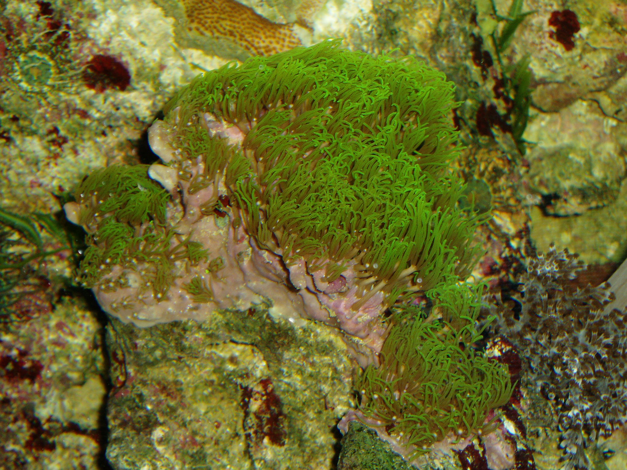 Clavularia viridis 3.jpg