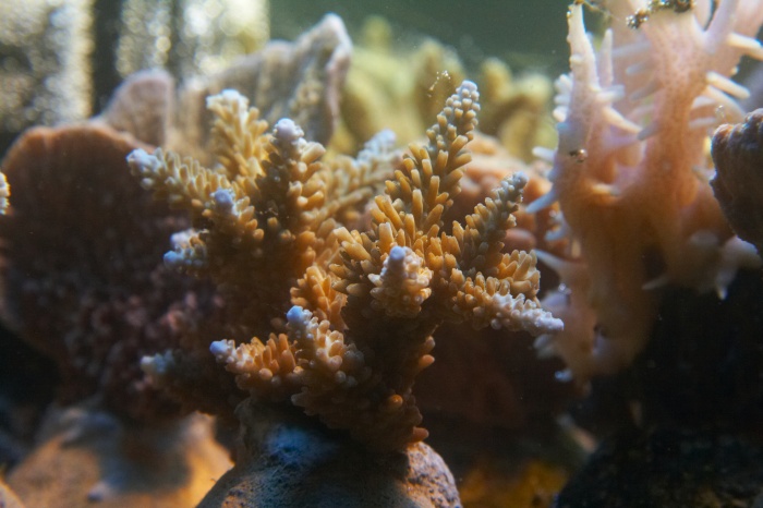 Acropora.11.jpg