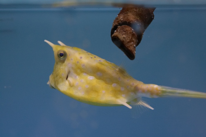 Lactoria cornuta.10.jpg