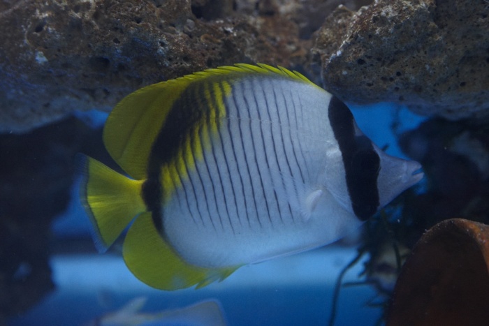 Chaetodon lineolatus.jpg