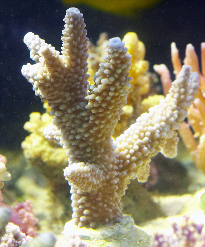 Acropora.12.jpg