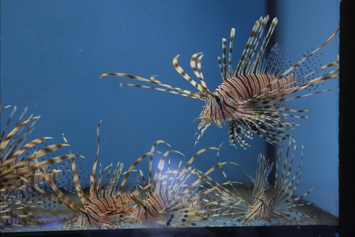 Pterois volitans.10.jpg