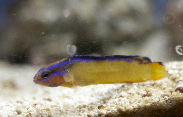 Fil:Pseudochromis aldabraensis.jpg