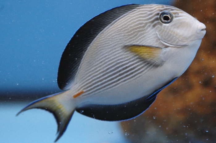 Acanthurus sohal.jpg