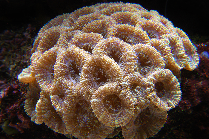 Acanthastrea white.jpg