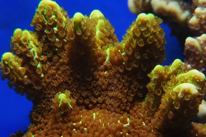 Montipora confusa1.jpg