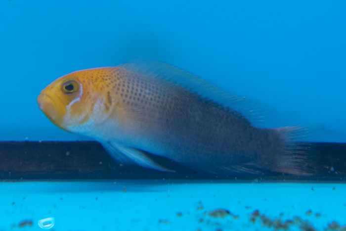 Pseudochromis howsoni.jpg