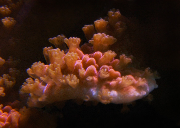 Montipora-orange1.jpg