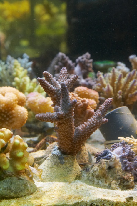 Acropora.10.jpg