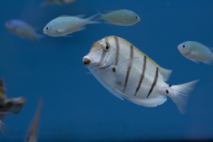 Acanthurus triostegus.10.jpg