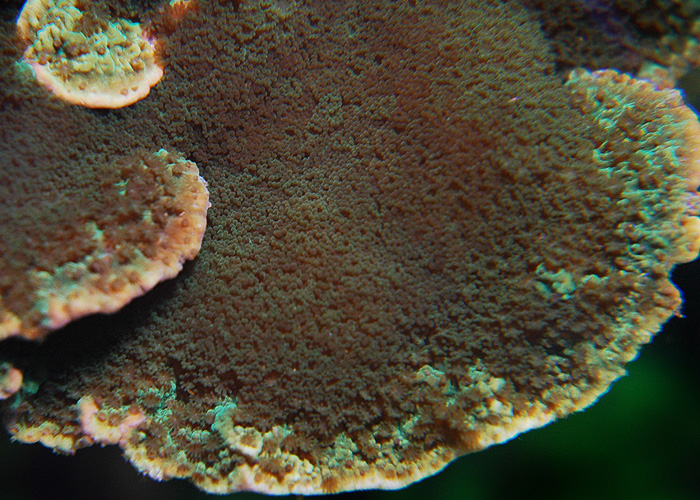 Montipora-green1.jpg