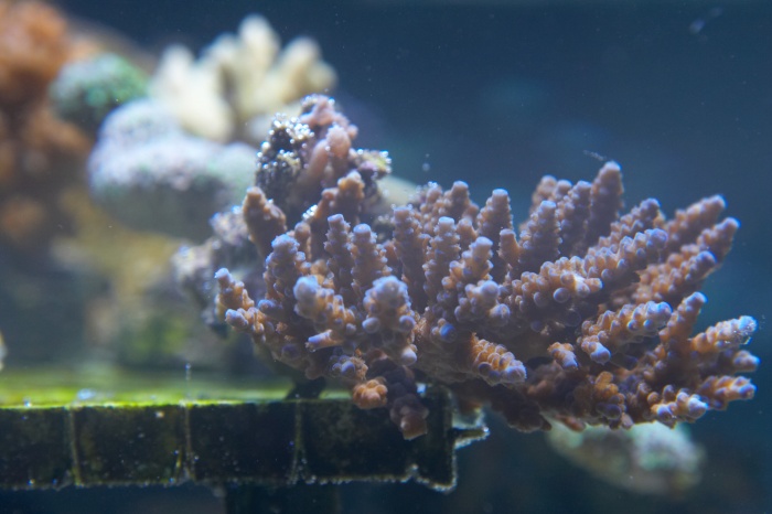 Acropora.jpg