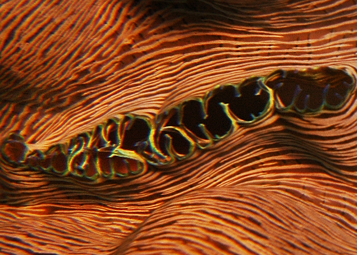 Tridacna deresa1.jpg