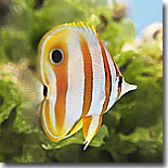 Sommerfuglefisk-logo.jpg