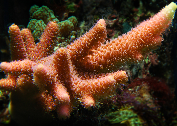 Acropora millepora-1.jpg