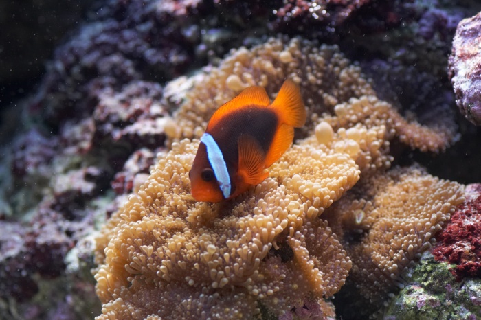 Amphiprion frenatus.jpg