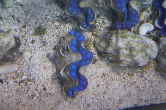 Tridacna.Maxima.4.jpg