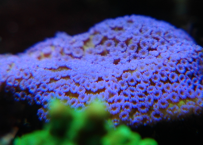 Montipora danae2.jpg