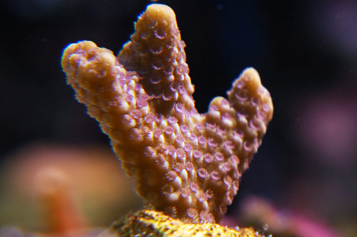 Montipora peltiformis1.jpg