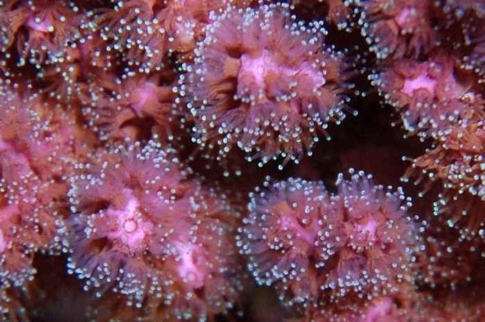 Pocillopora damicornis1.jpg