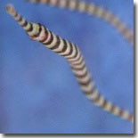 Pipefish-logo.jpg