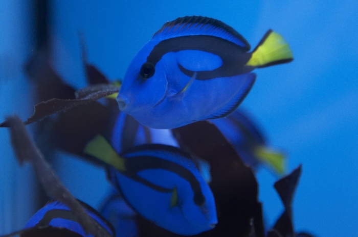 Paracanthurus hepatus.2.jpg