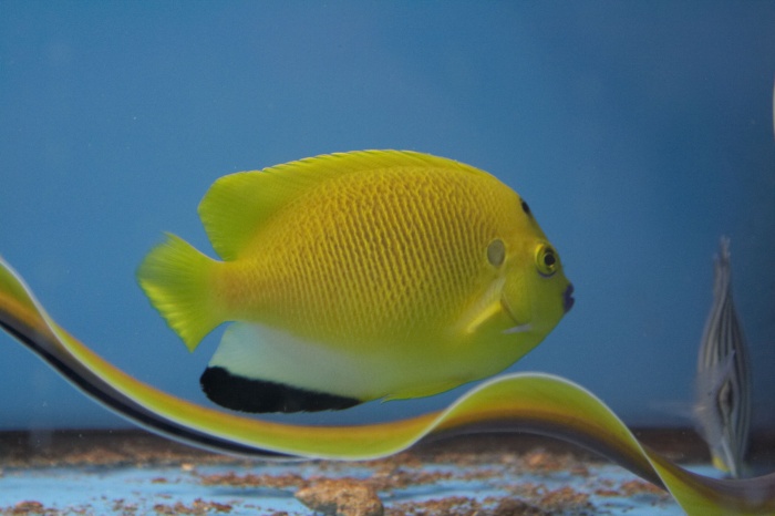 Fil:Apolemichthys trimaculatus.jpg