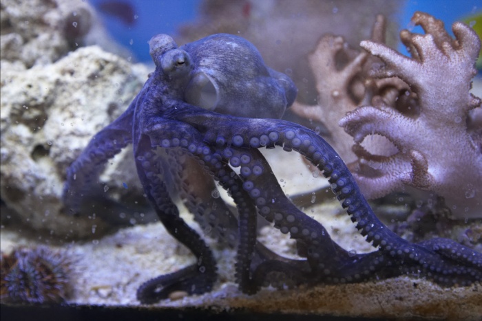Fil:Octopus.sp.jpg