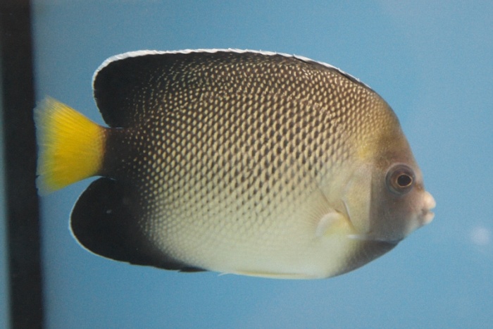 Apolemichthys xanthurus.jpg