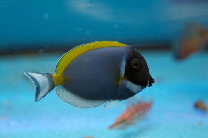 Acanthurus leucosternon.9.jpg