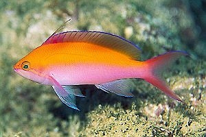 Pseudanthias bicolor01.JPG