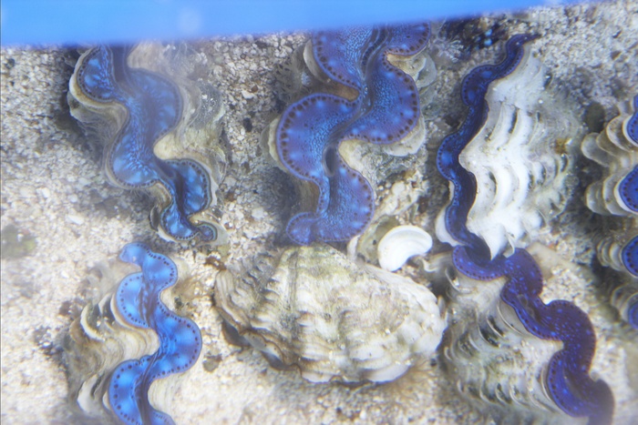 Tridacna.Maxima.2.jpg