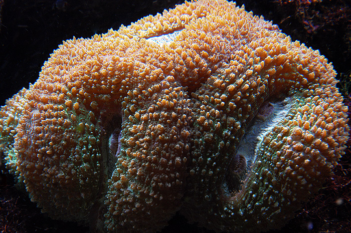 Lobophyllia2.jpg