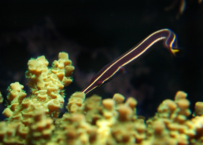 Diademichthys lineatus3.jpg