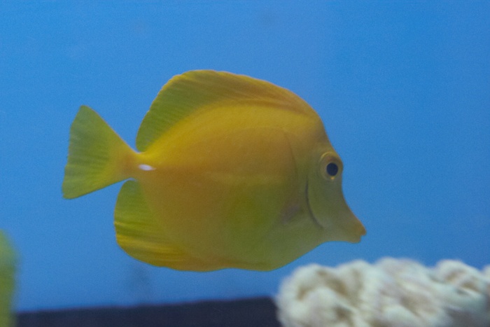 Zebrasoma flavescens.7.jpg