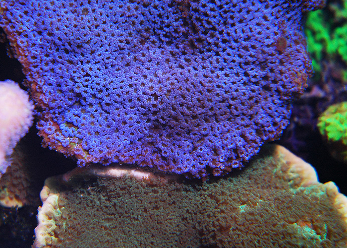 Montipora-blue.jpg