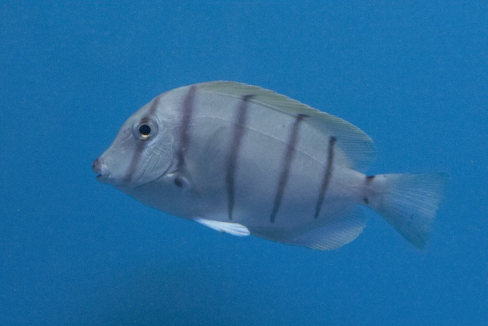 Acanthurus triostegus.4.jpg