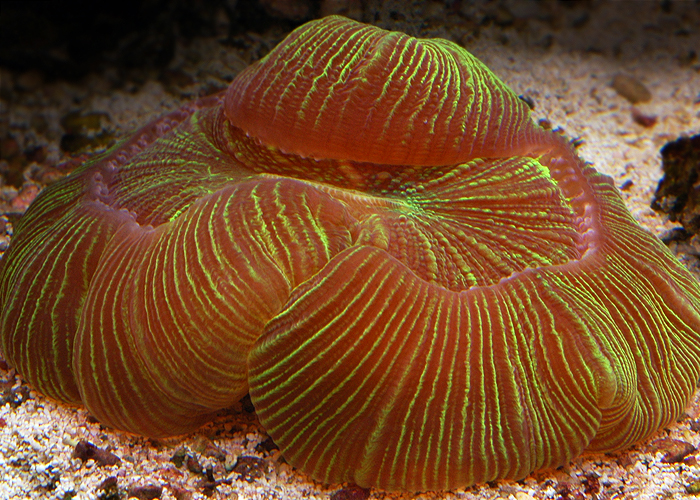 Trachyphyllia5.jpg